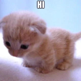 👋