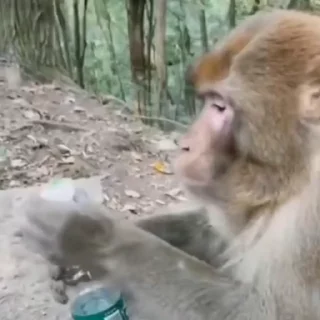 🦍