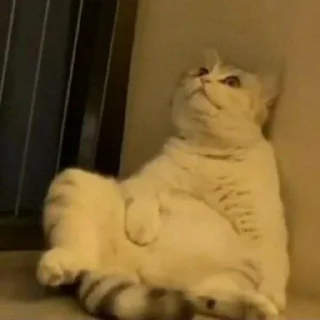🐈