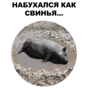 🐖