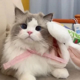 🥺
