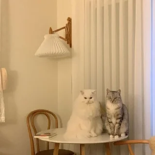 👥