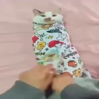 🐈