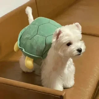 🐢