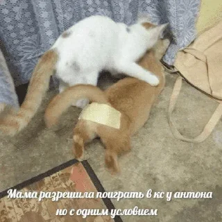 😺
