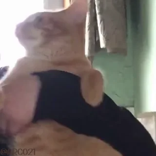 😽