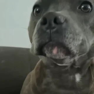 🐶