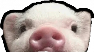 🐷