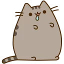 🐱