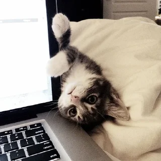 🐈