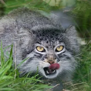 😋