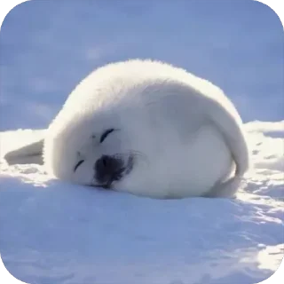 семейство тюленевых <3 @fluxstickers