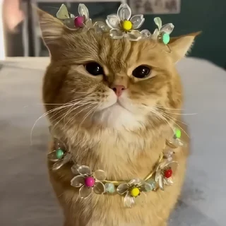 🐈‍⬛️