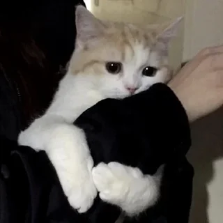 🥺