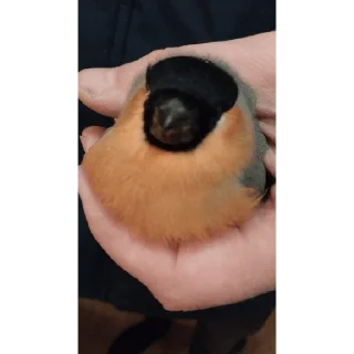 Стикероус