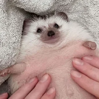🦔