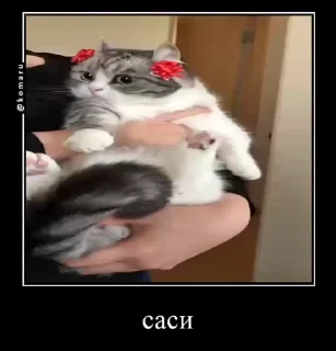 🐱