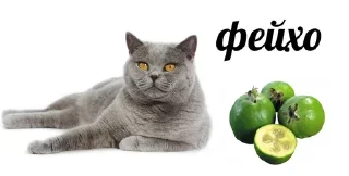 🐱