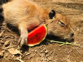 🍉