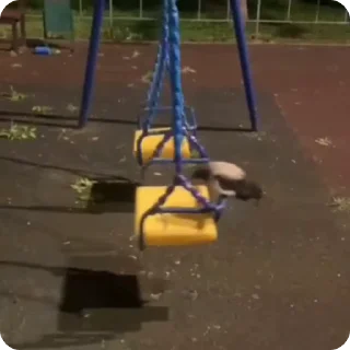 🌟
