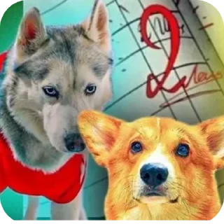 🐶