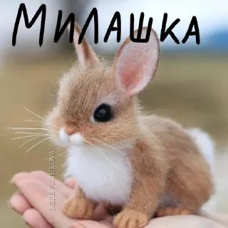 🐰