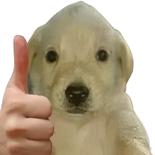 👍
