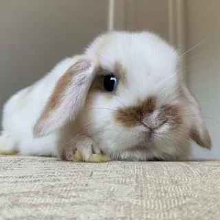 🥕