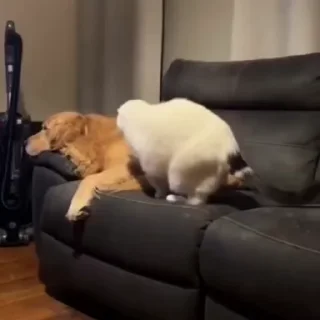 😼
