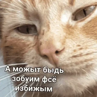 😺