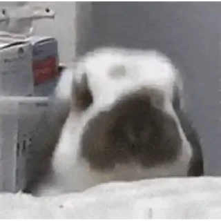 🐈