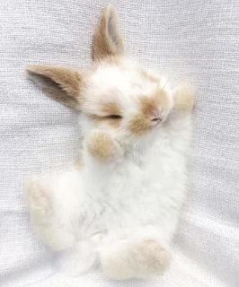 😴