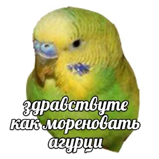 Memes @stickersb2b