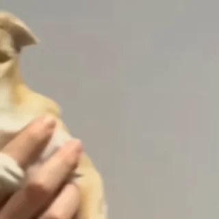 🐶