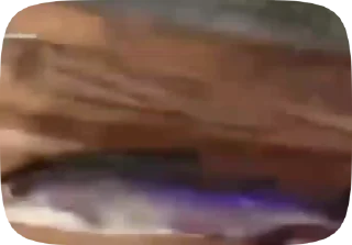 🐟