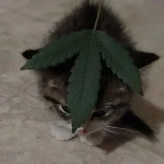 🍬