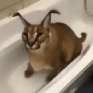 😽