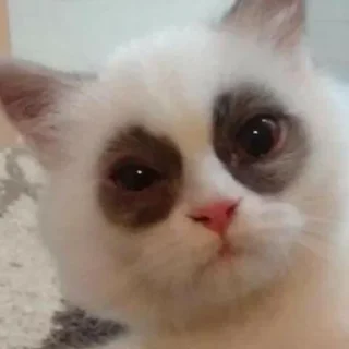 👽