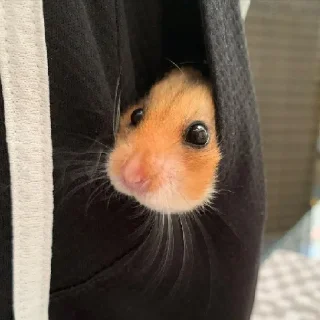🐹