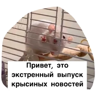 Крысиноэ