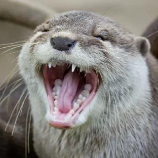 😆