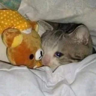 🐈