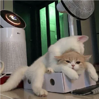 😽