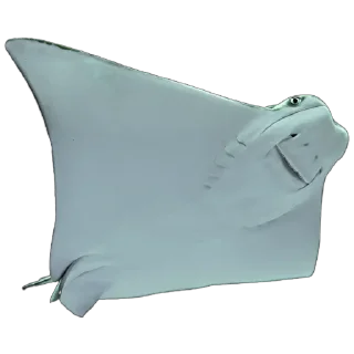 🦈