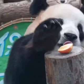 🐾
