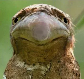🪃