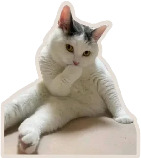 🐈