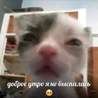 😿