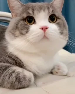 🐱