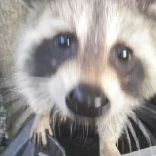 🦝